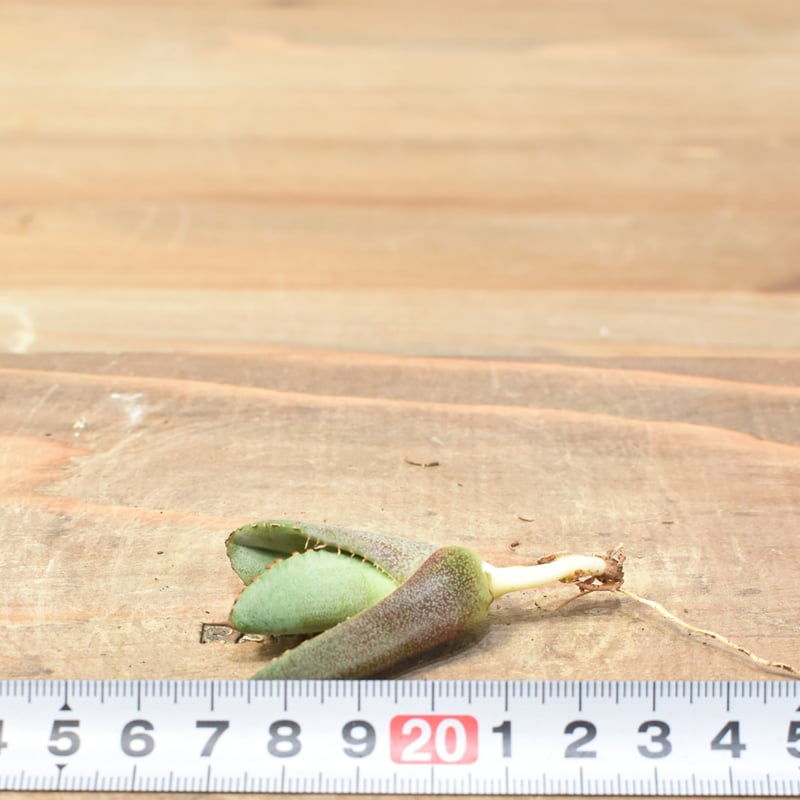 アガベ チタノタ 