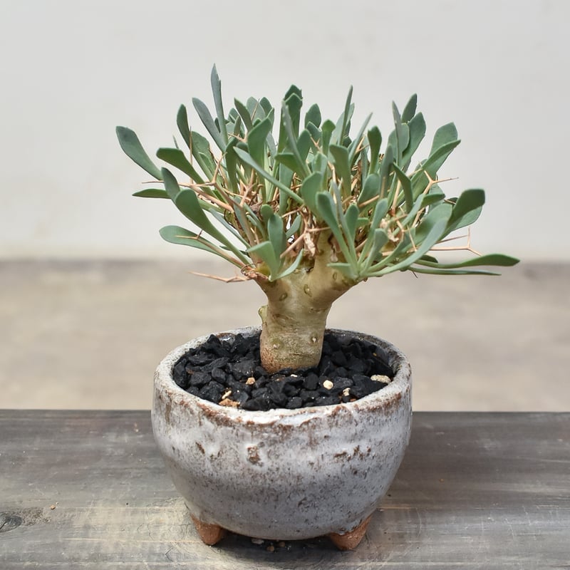 オトンナ ユーフォルビオイデス 