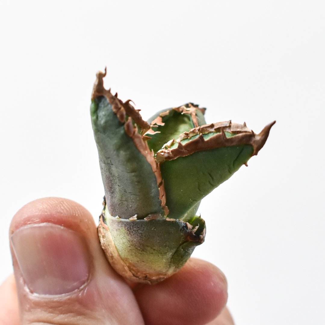 アガベ チタノタ 