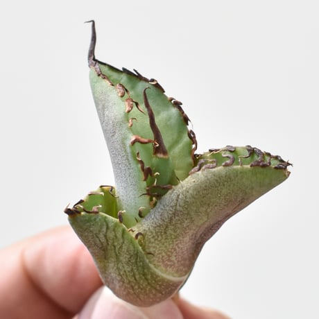 CATEGORY アガべ チタノタ 大鋼牙 | RAFLUM / ラフラム｜東京、大阪の