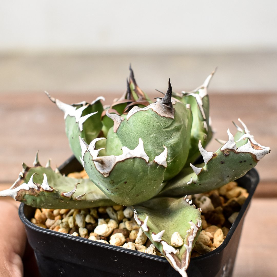 アガベ チタノタ ドワーフ / 