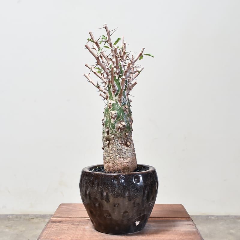 フォークイエリア コルムナリス 