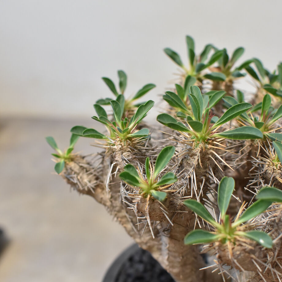 【発根済】ユーフォルビア　ギラウミニアナ ユーフォルビア ギラウミニアナ 発根済