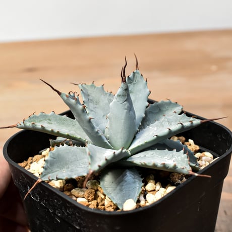 アガベ ハイブリット 日系イシスメンシス×象牙妖炎（陽炎エボリ）【台湾botanical_seeker産】RF25011401