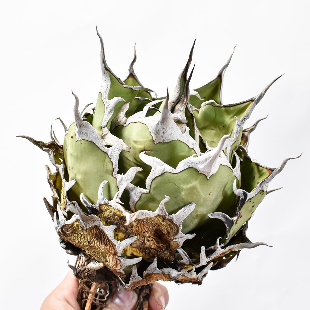 アガベ　チタノタ　HADES ハデス　US株 アガベ チタノタ 