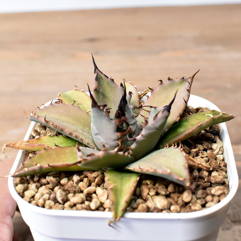 アガベ ハイブリット 