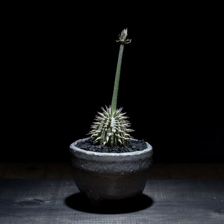 パキポディウム・デンシカウレ "恵比寿大黒"（実生）RF230129