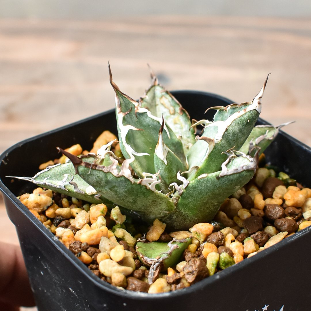 アガベ チタノタ シーザー / 凱撒【RAFLUM産/発根済み/子株】RF231947