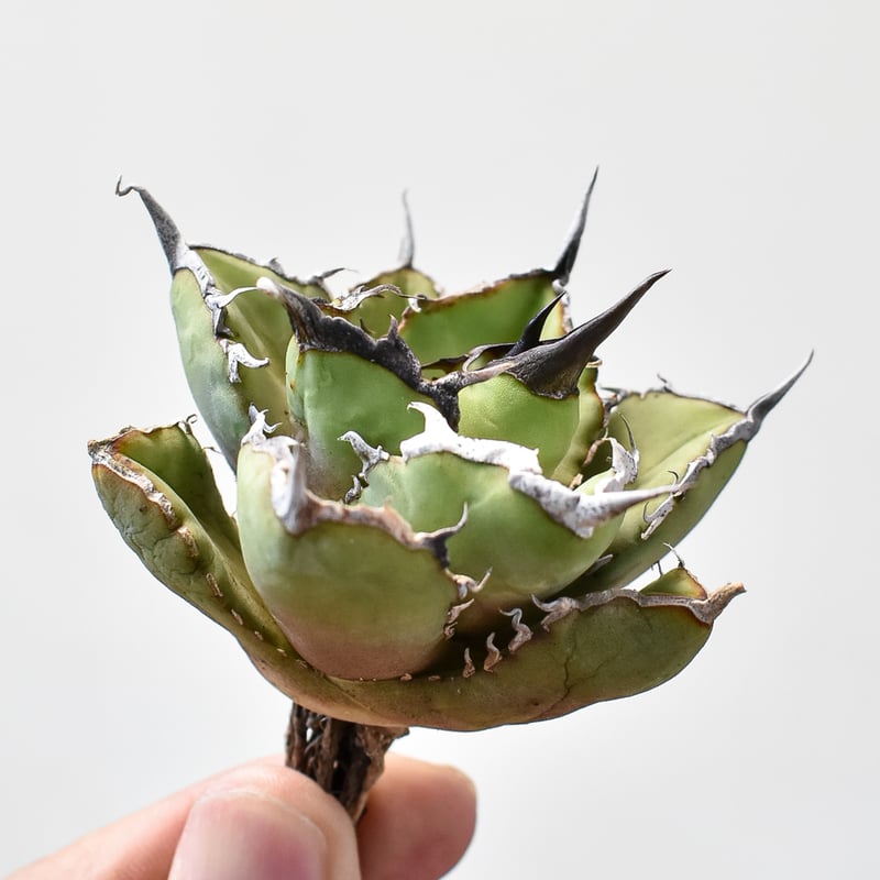 アガベ チタノタ 