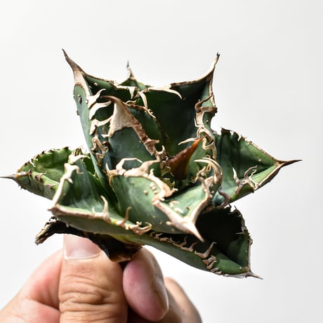 チタノタ　オテロイ　台湾アガベ　Ｒ チタノタオテロイ | STORES