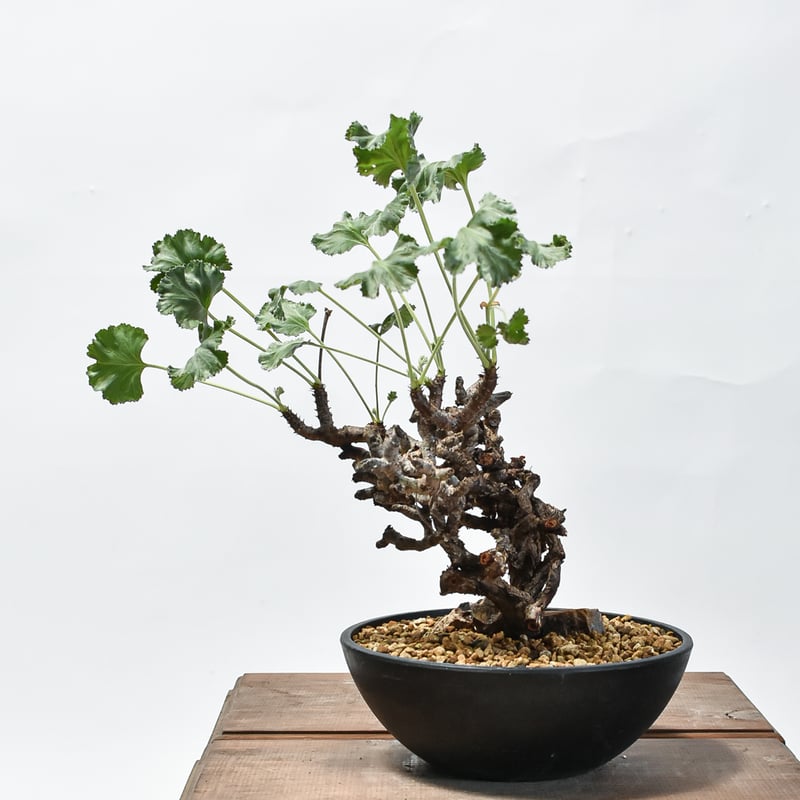 ペラルゴニウム ミラビレ 中株【発根済み】HK2402636 | RAFLUM