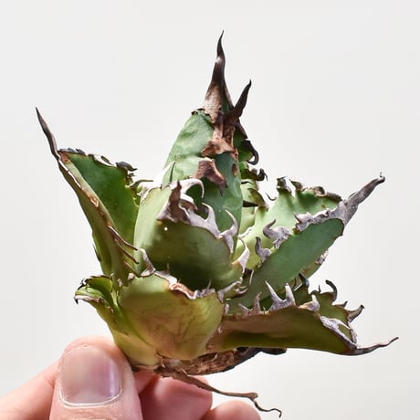 アガベチタノタ鬼之刃 | STORES