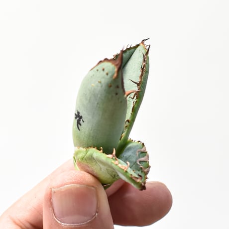 アガベ チタノタ "麻花" 【台湾huplants2010産/子株販売】RF25011626