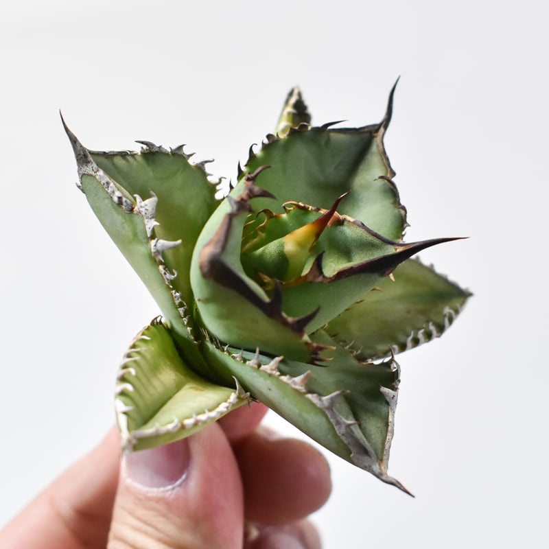 アガベ　Berlin 姫嚴龍 アガベ チタノタ 姫厳竜 4号 【Berlin AGAVE】（SSN鉢セット） | Green