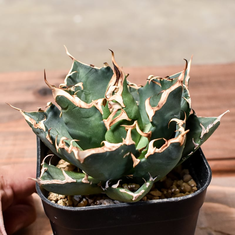 大株アガベ チタノタ アガベ チタノタ FO-076 