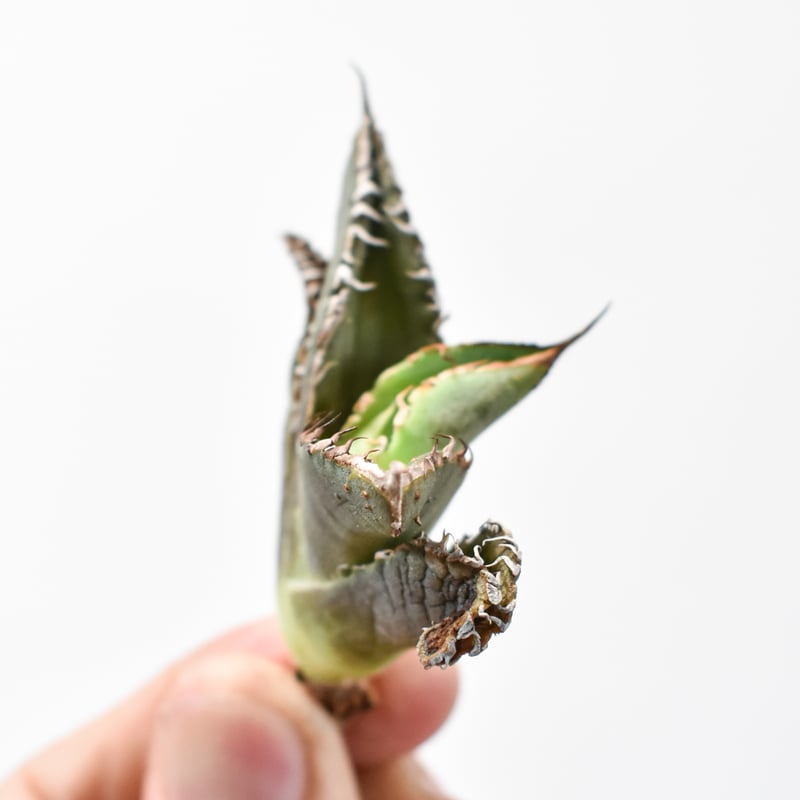 アガベ チタノタ 