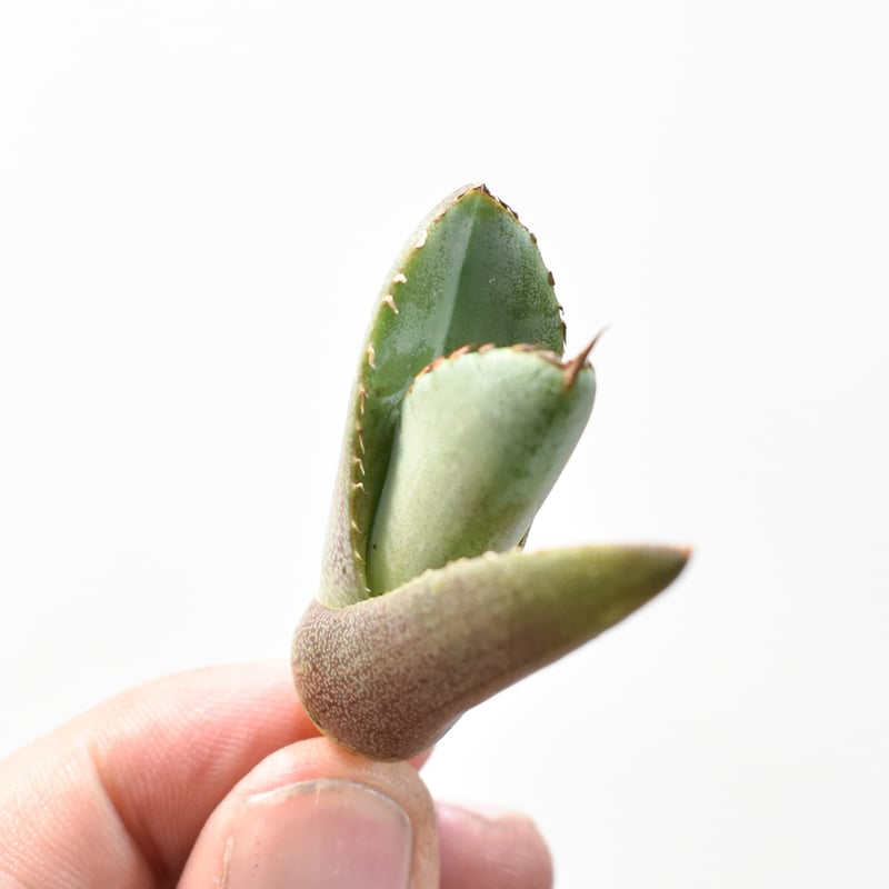 アガベ チタノタ 