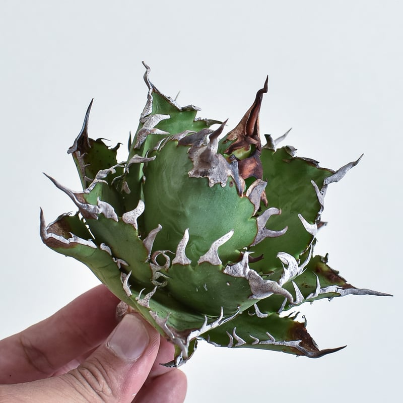 アガベ チタノタ 獵豹/チーター(子株付き) Berlin産 01 台湾 Agave titanota cheater 獵豹チーター cho産 | Pay ID