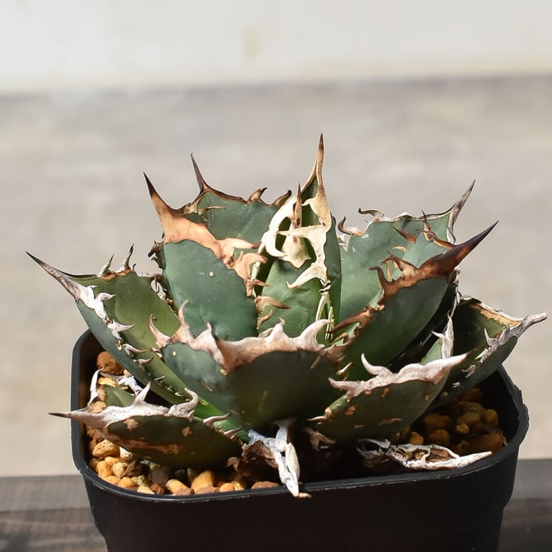 アガベ　チタノタ　バラクーダ Agave Titanota 