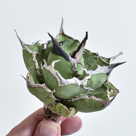 【goodtaniku】巨獣/蛮牛 管理株　鉢ごと発送 goodtaniku