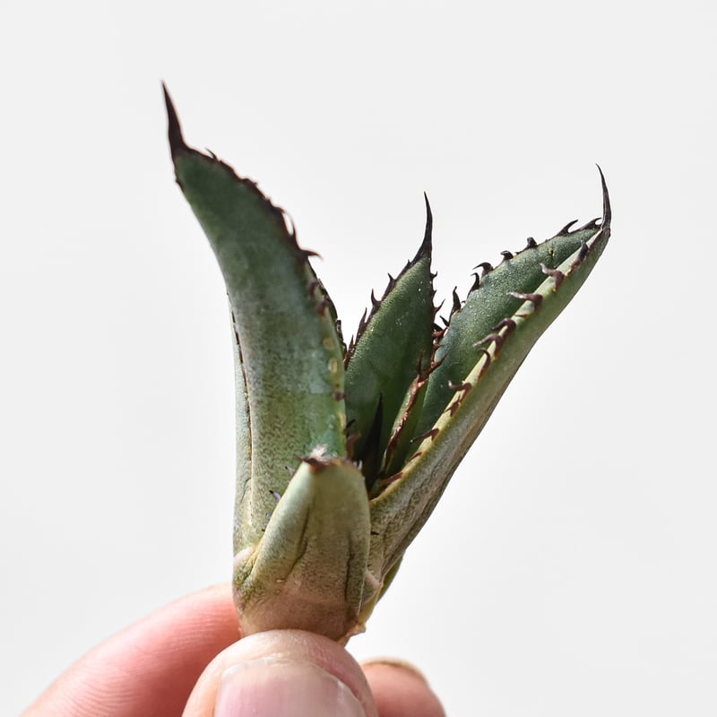 アガベ チタノタ ブラックファイヤー 