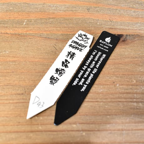 アガベ チタノタ クラブ "精品螃蟹"【台湾dragon agave産/中株/抜き苗】D43