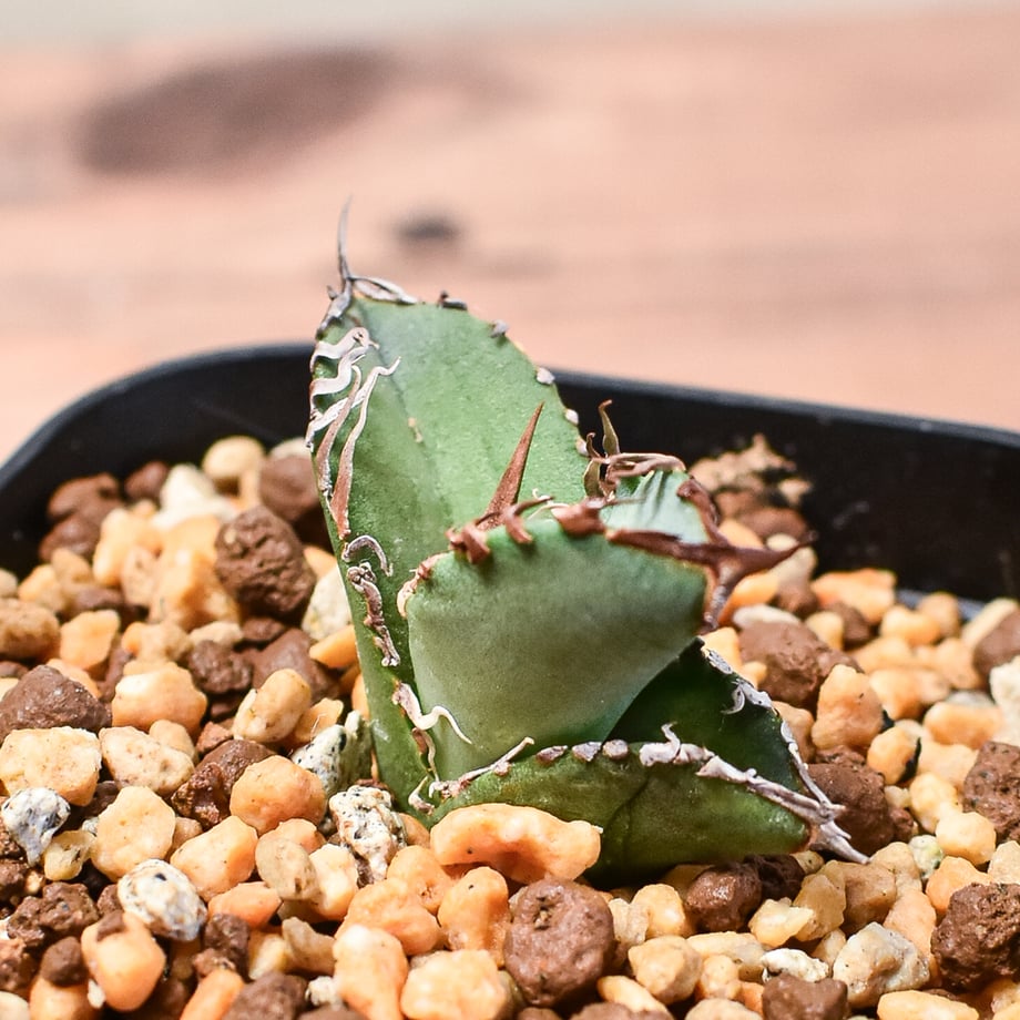 専用！ベージュ×グレー 112x200 メダリオン トルコ ヴィンテージ ラグ