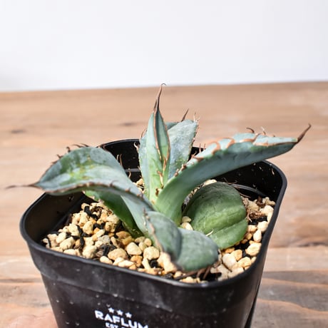 ドラゴンアガベ　実生選抜 アガベ実生選抜 | STORES