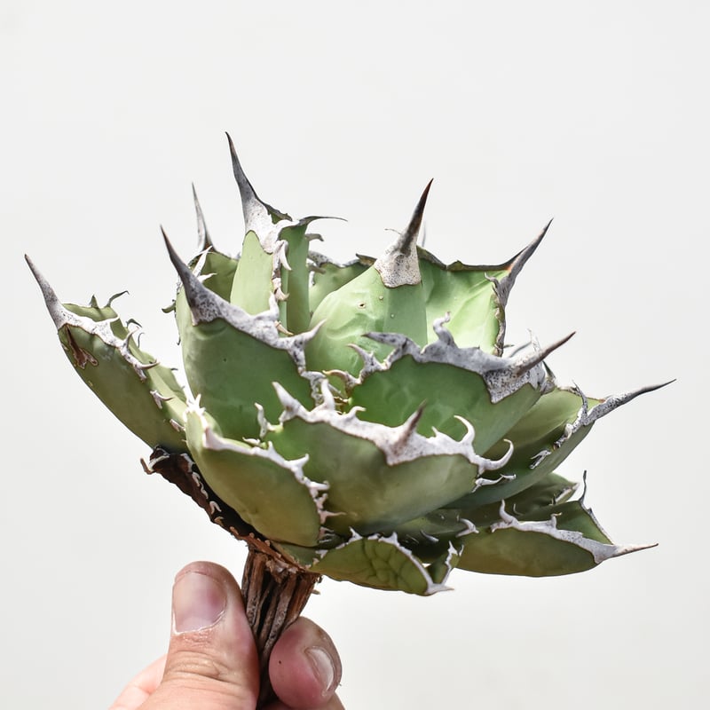 アガベ チタノタ 巨獣 / giant beast(dragon agave産) アガベ チタノタ 巨獣 / giant beast(dragon agave産)