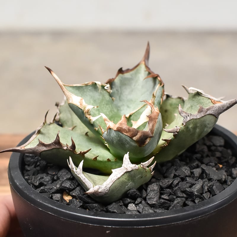 アガベ　チタノタ　阿修羅　中株　プレステラ90 出すか迷った株 アガベ チタノタ 阿修羅 中株 プレステラ90 出すか迷った株