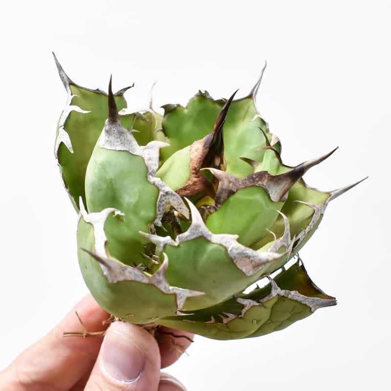 アガベ チタノタ 