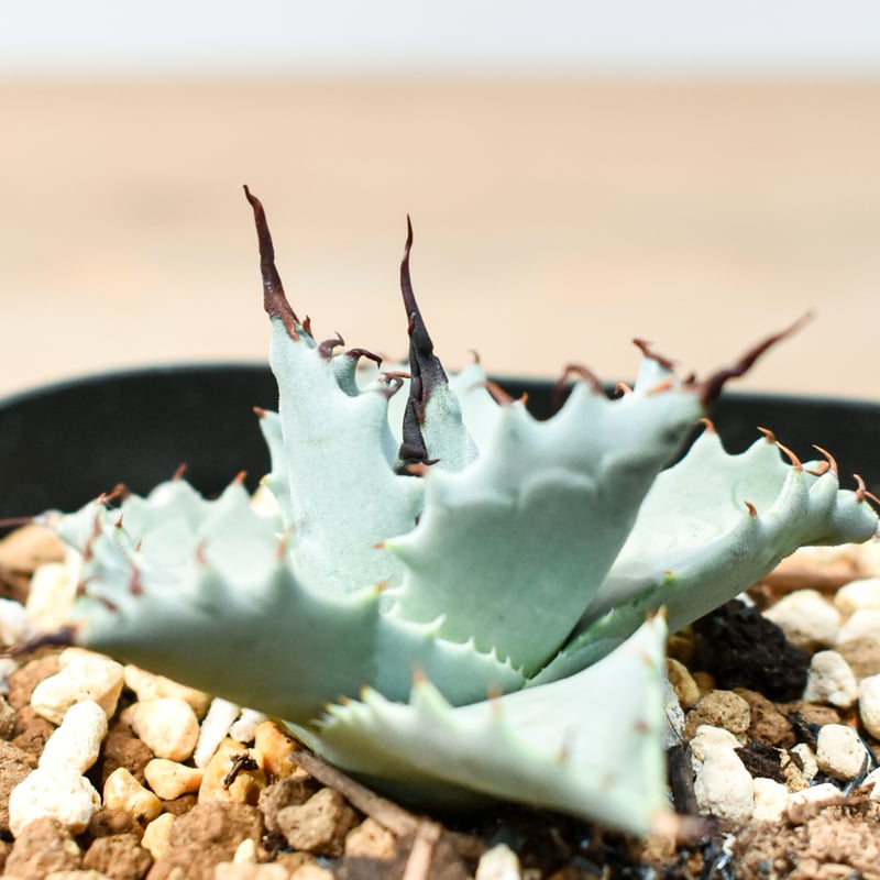 アガベ ハイブリット 雲虎甲蟹×象牙妖炎(モコイシス×陽炎エボリ