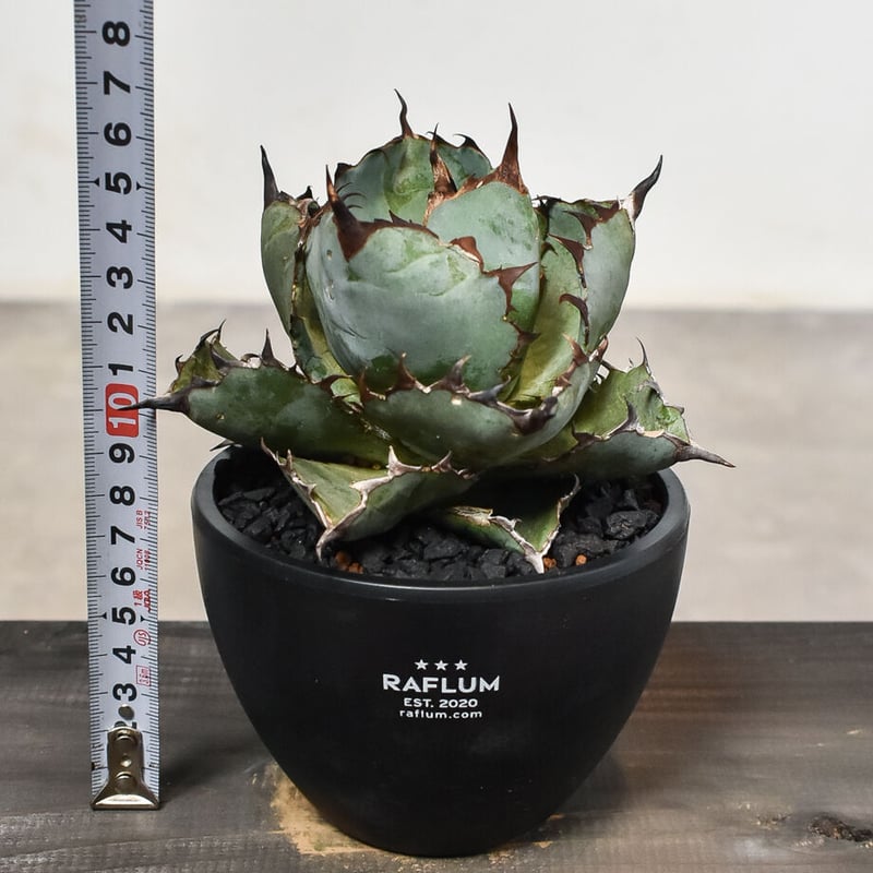 アガベ　BB ブラック&ブルー　オテロイ　チタノタ　ボールタイプ アガベ チタノタ ブラックアンドブルー 