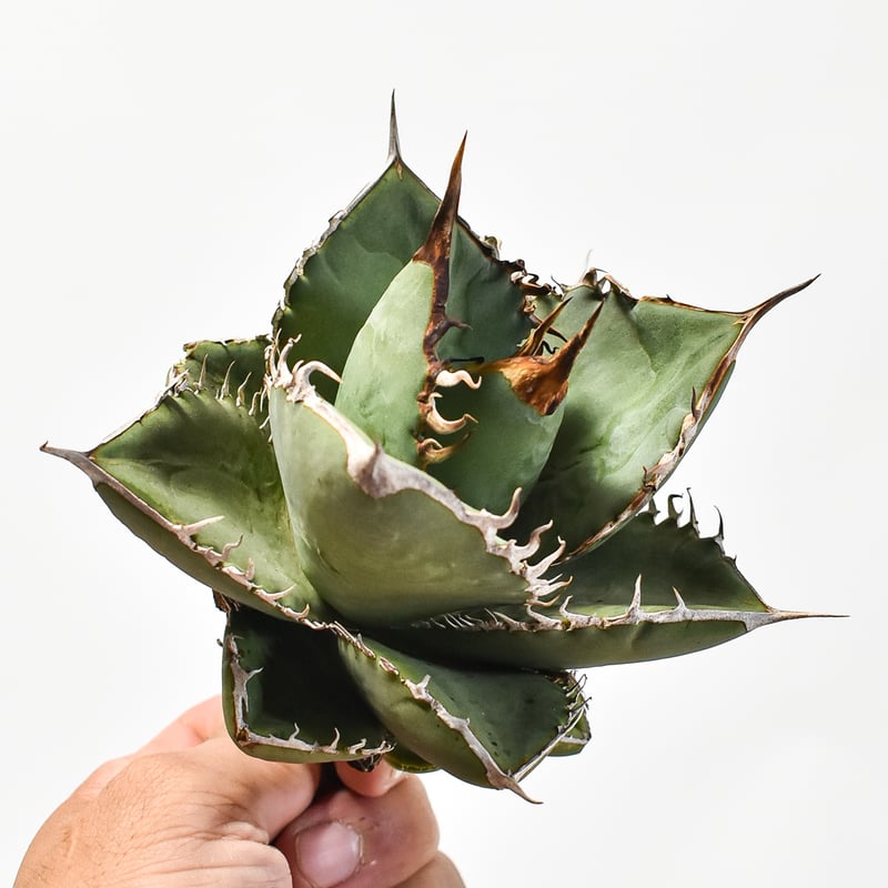 アガベ オテロイ実生　超ブルー葉 国内実生最高峰】アガベ オテロイ 