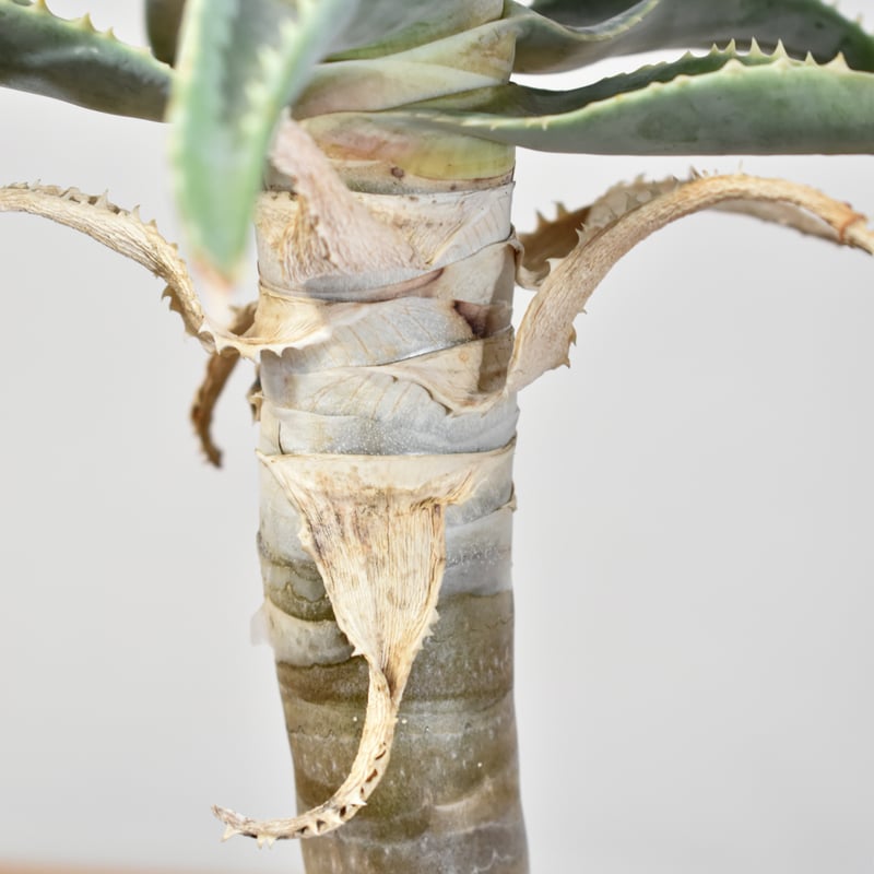 アロエ ピランシー【実生】RF25011361 | RAFLUM / ラフラム｜東京