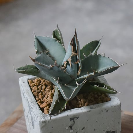 アガベ チタノタ ホワイト【白肌】RF22778