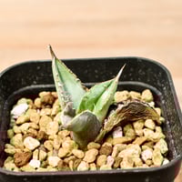 アガベ チタノタ "ステゴザウルス" 【抜き苗/子株】E2 NI25010186(T)