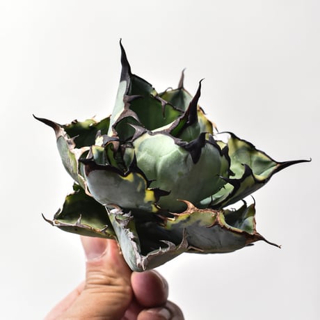 アガベ チタノタ "精品ブルーダイヤモンド" / "精品籃球覆輪"【台湾 dragon agave産/抜き苗/中株】A92
