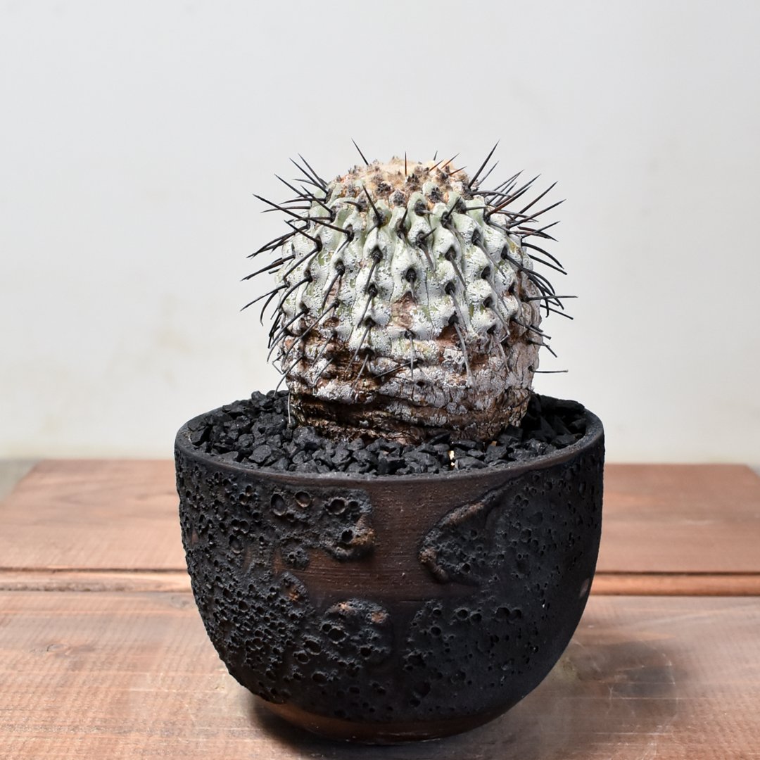 １　発根済み　現地球　孤竜丸 コピアポア シネレア コルムナアルバ fit=scale-down,w=1200