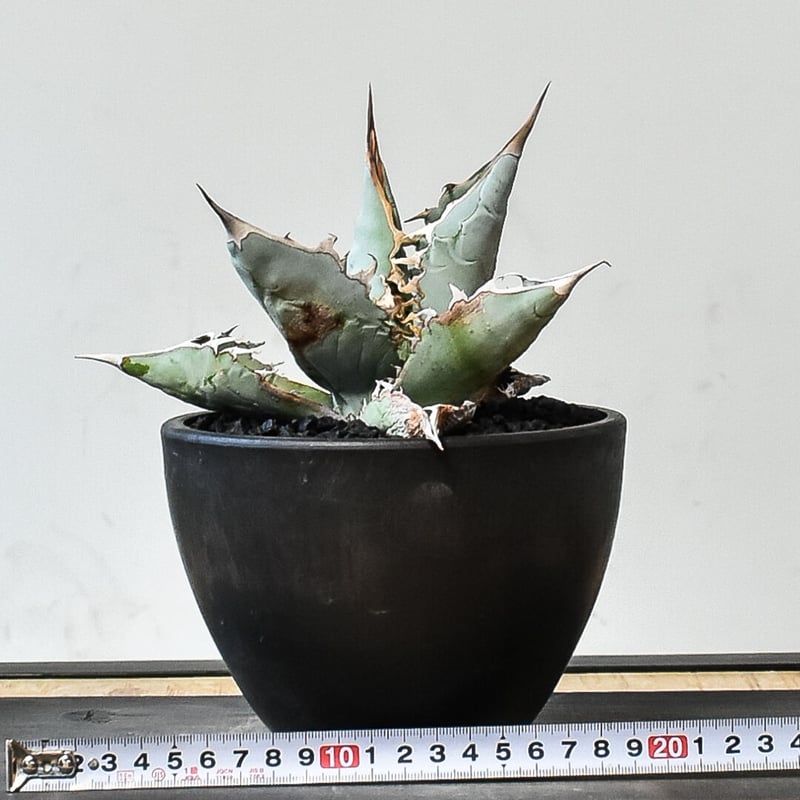 アガベ チタノタ ホワイトアイス （発根済み）RF231453（T