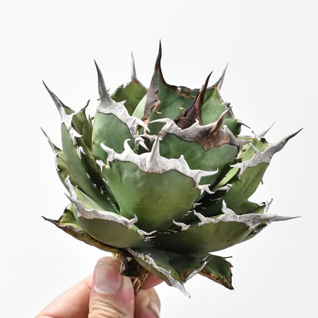 CATEGORY アガベ チタノタ 黒犀牛 | RAFLUM / ラフラム｜東京、大阪の