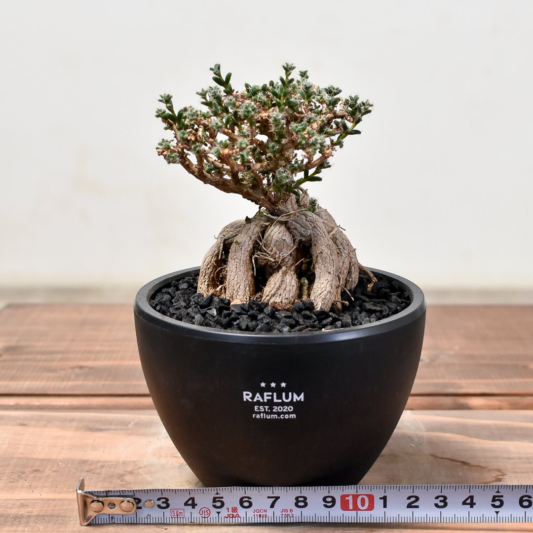 トリコディアデマ ブルボスム 