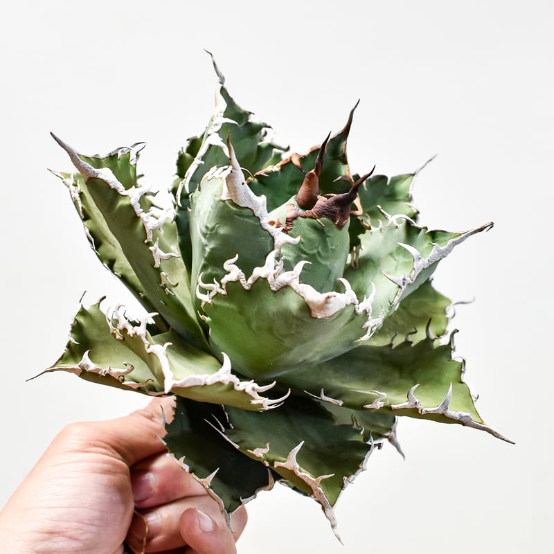 アガベ・チタノタ 狂刺夕映 アガベ チタノタ ソーラーエクリプス 