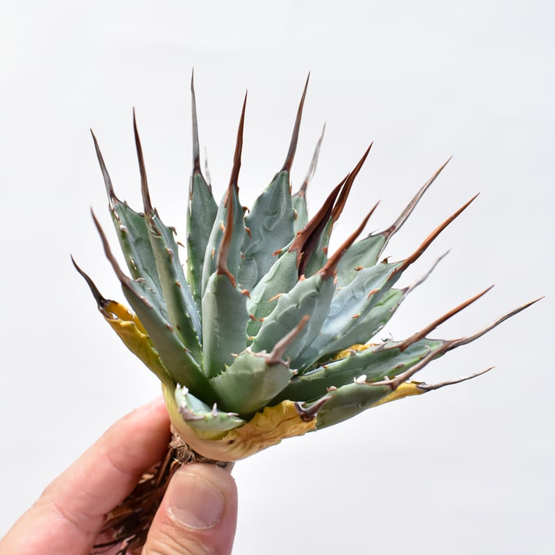 アガベ 小精靈覆輪 子株 T*6様 アガベ 小精靈覆輪 子株 アガベ 小精靈覆輪 子株