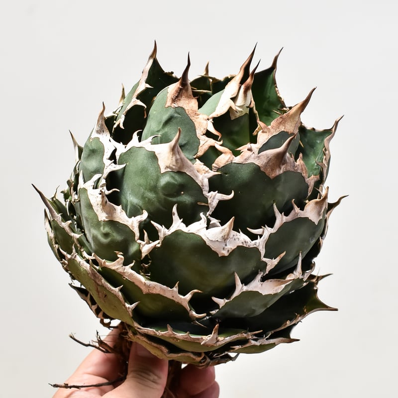 アガベ まとめ売り　チタノタ　オテロイ アガベ チタノタ オテロイ セット まとめ売り 6株 白鯨 SAD BB アガベ