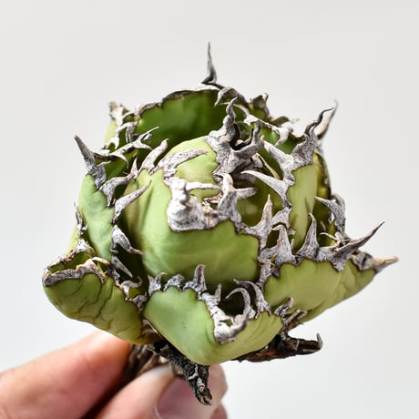 アガベ チタノタ  フィリグリー"精品 圓葉拇指"【台湾 dragon agave産/抜き苗/中株】426 DGC2409047
