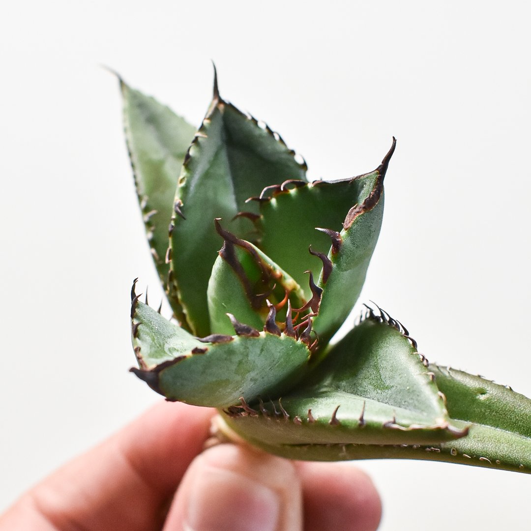 アガベ チタノタスペシャル/ 胖鯨オテロイ