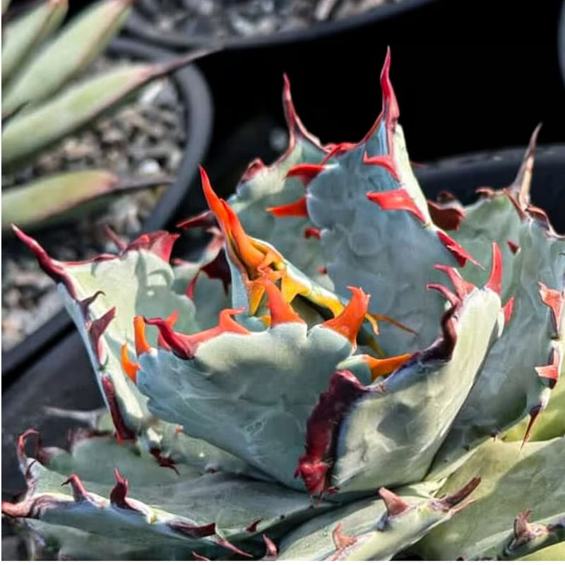 アガベ ハイブリット 