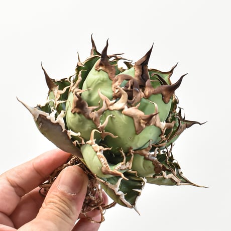 【5CLAW】アガベ チタノタ シーザー / 精品凱撒 【台湾 dragon agave産/中株/抜き苗】RFDG25010971(T)