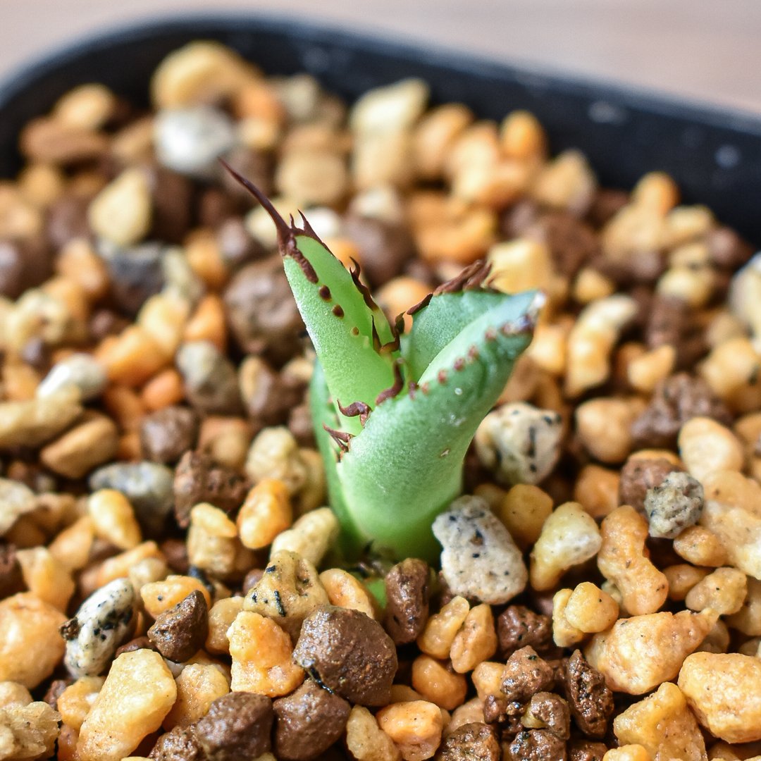 アガベ チタノタ 